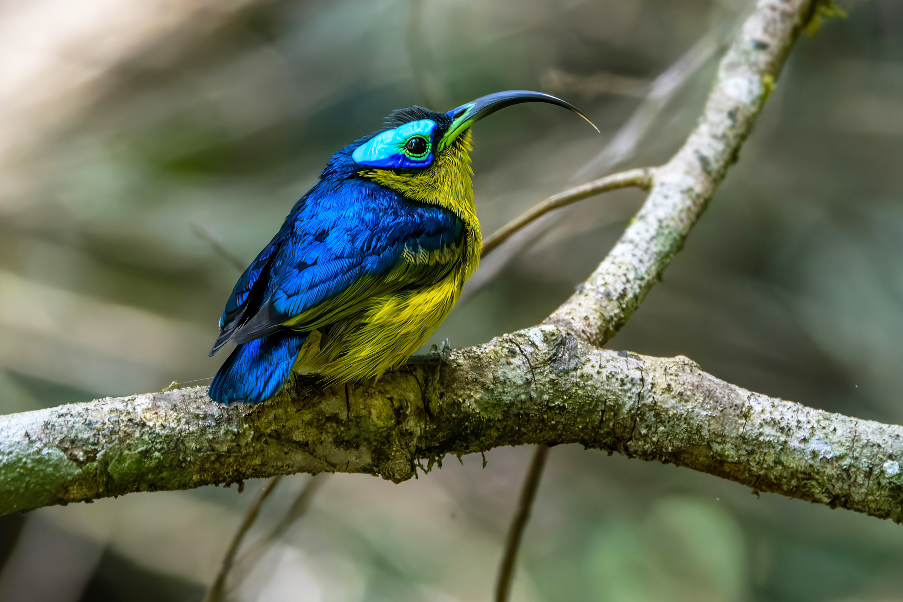 Common Sunbird-Asity (image by Nik Borrow)