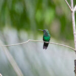 Copper-rumped Hummingbird (image by Diedert Koppenol)