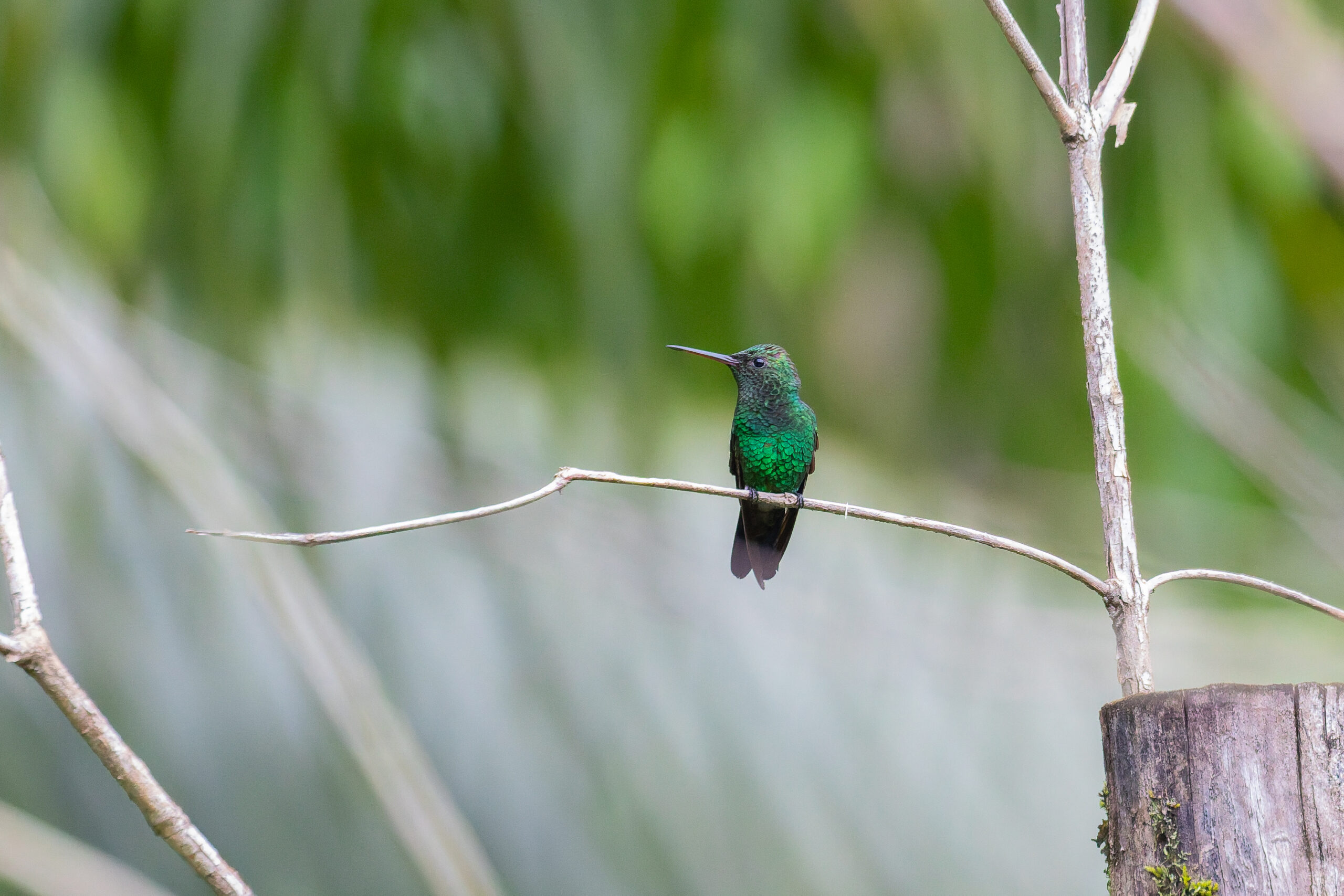 Copper-rumped Hummingbird (image by Diedert Koppenol)