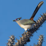Crested Coua (image by Nik Borrow)