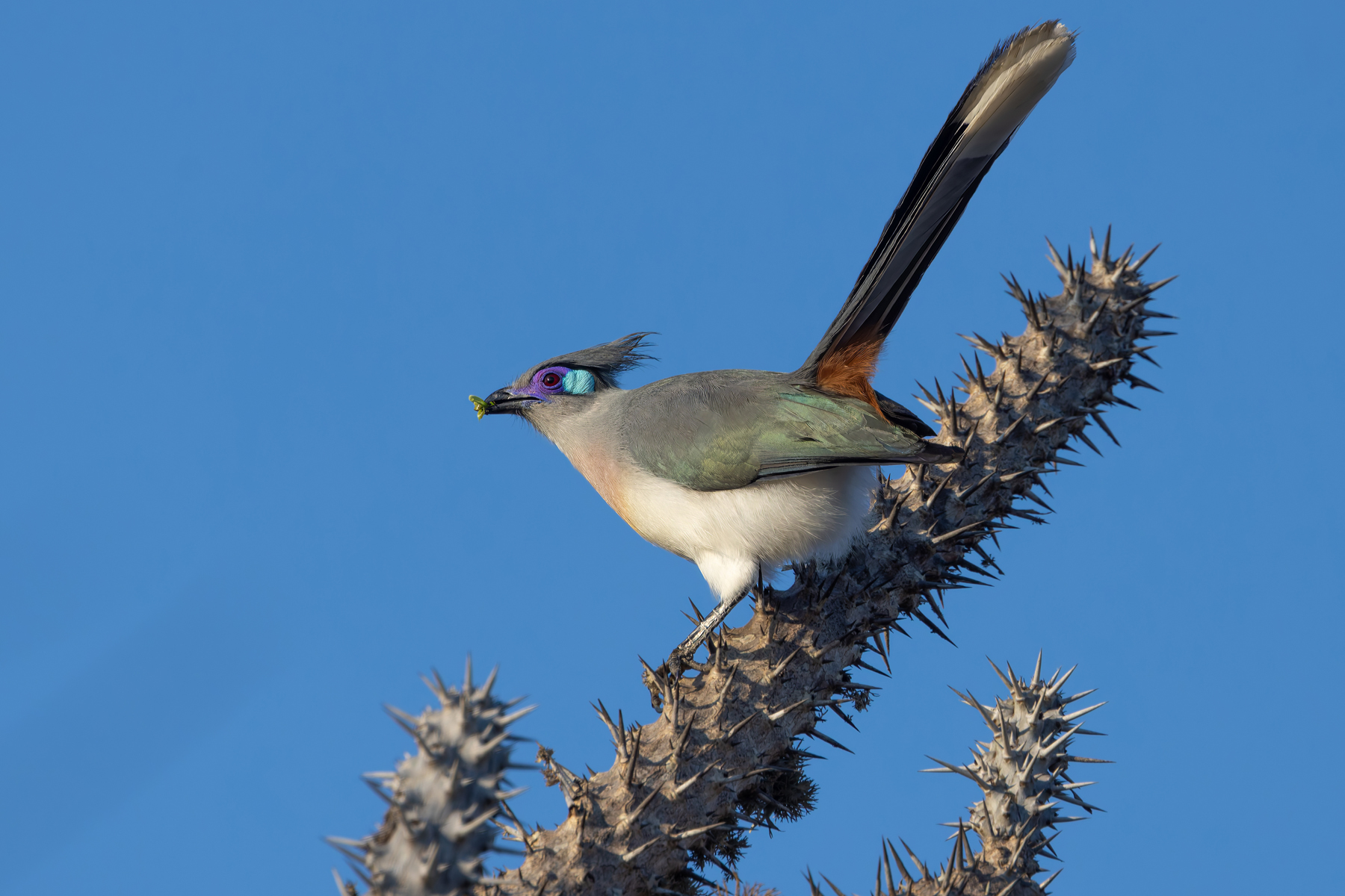Crested Coua (image by Nik Borrow)