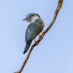 Cuckoo-roller (image by Nik Borrow)