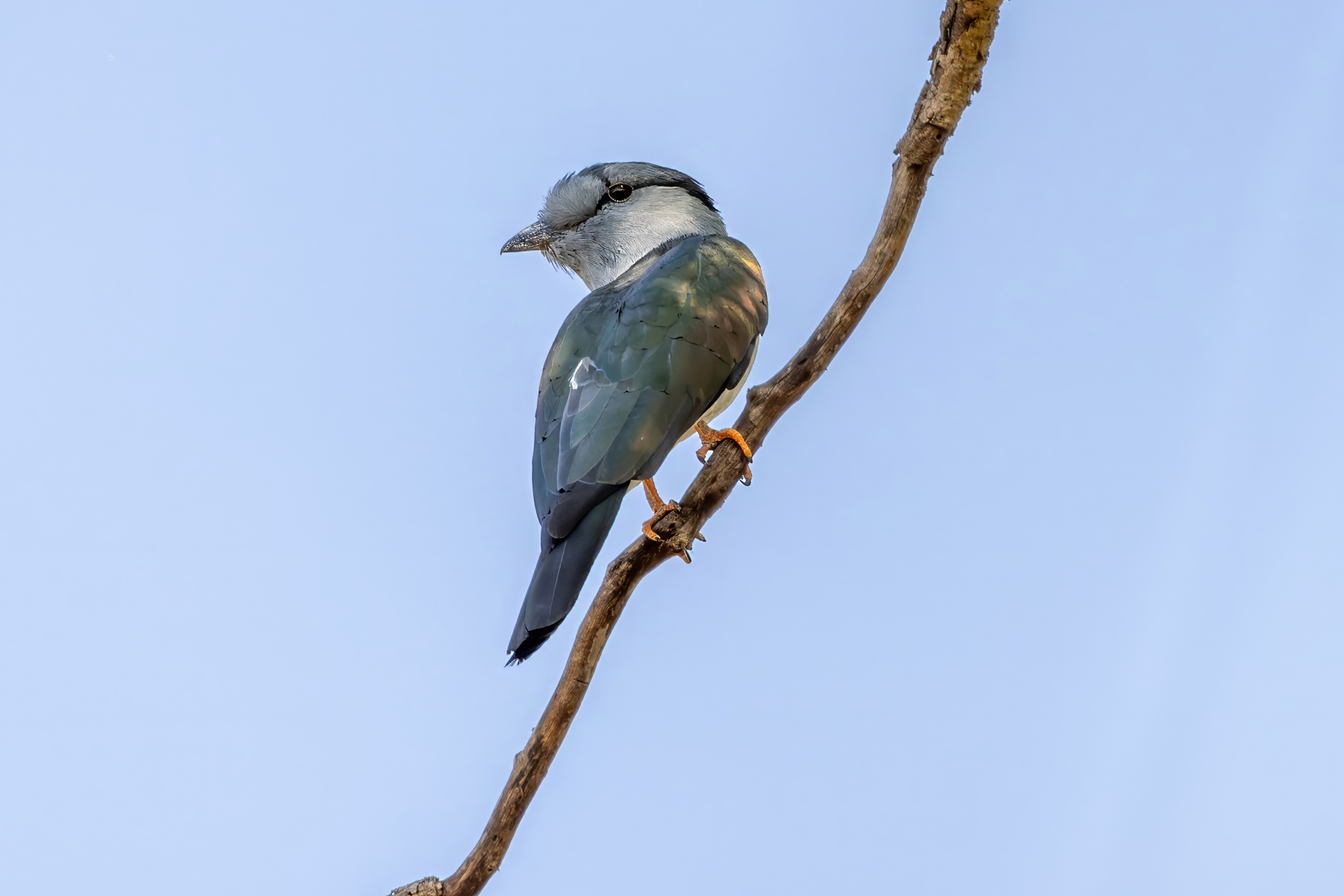 Cuckoo-roller (image by Nik Borrow)