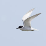 Damara Tern (image by Janos Olah)