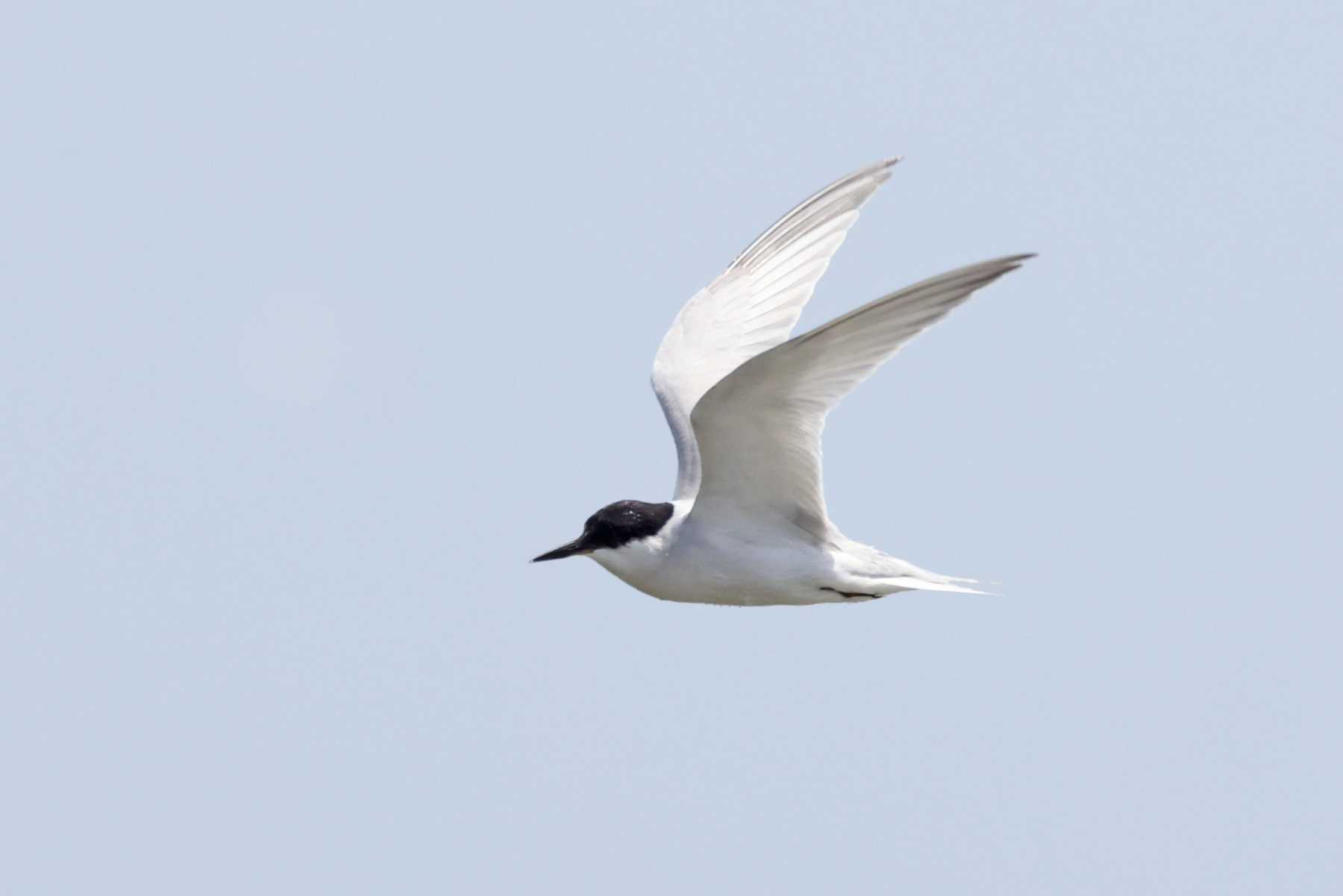 Damara Tern (image by Janos Olah)