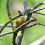 Dominica Wren (image by Diedert Koppenol)