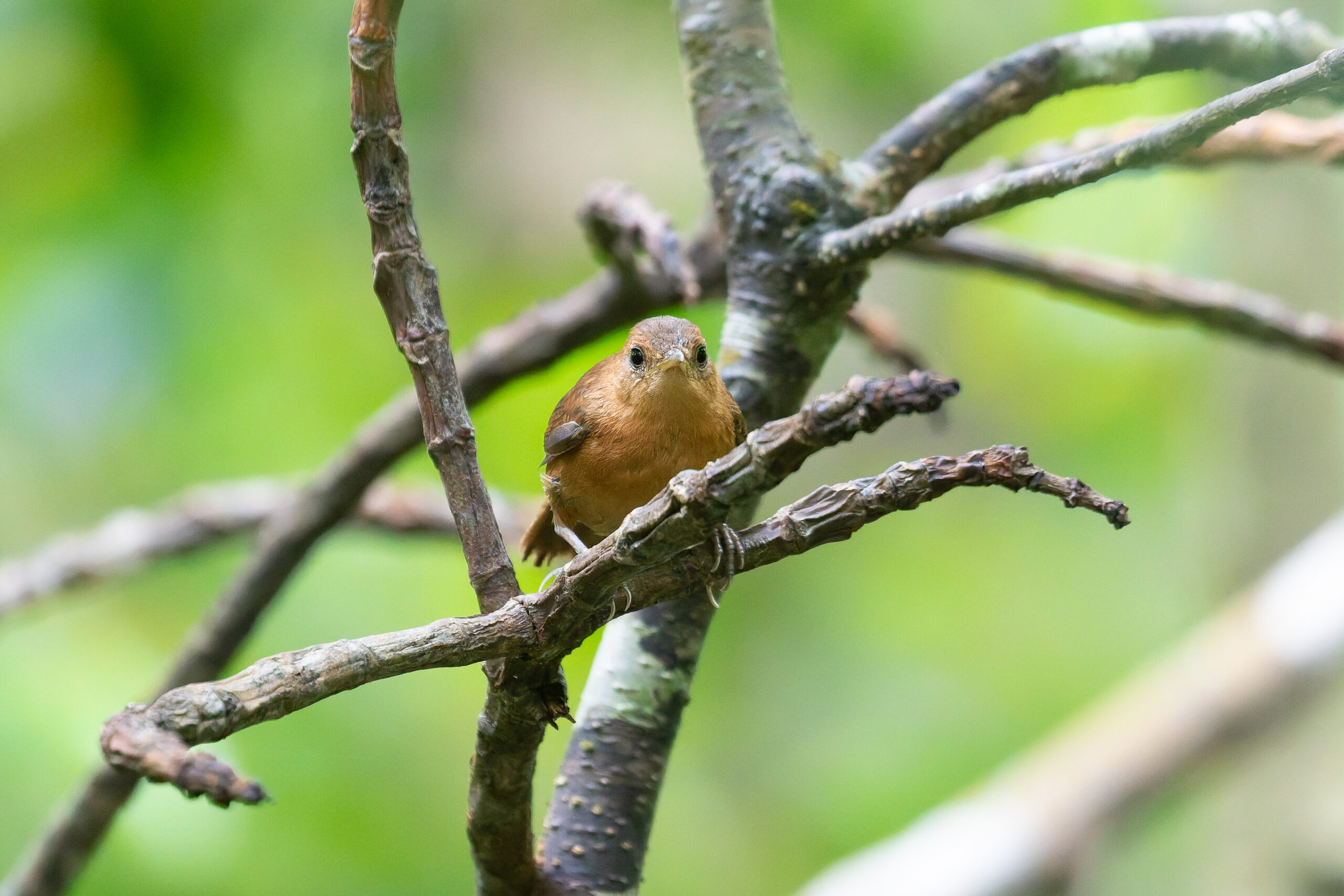 Dominica Wren (image by Diedert Koppenol)