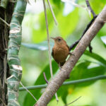 Dominica Wren (image by Diedert Koppenol)