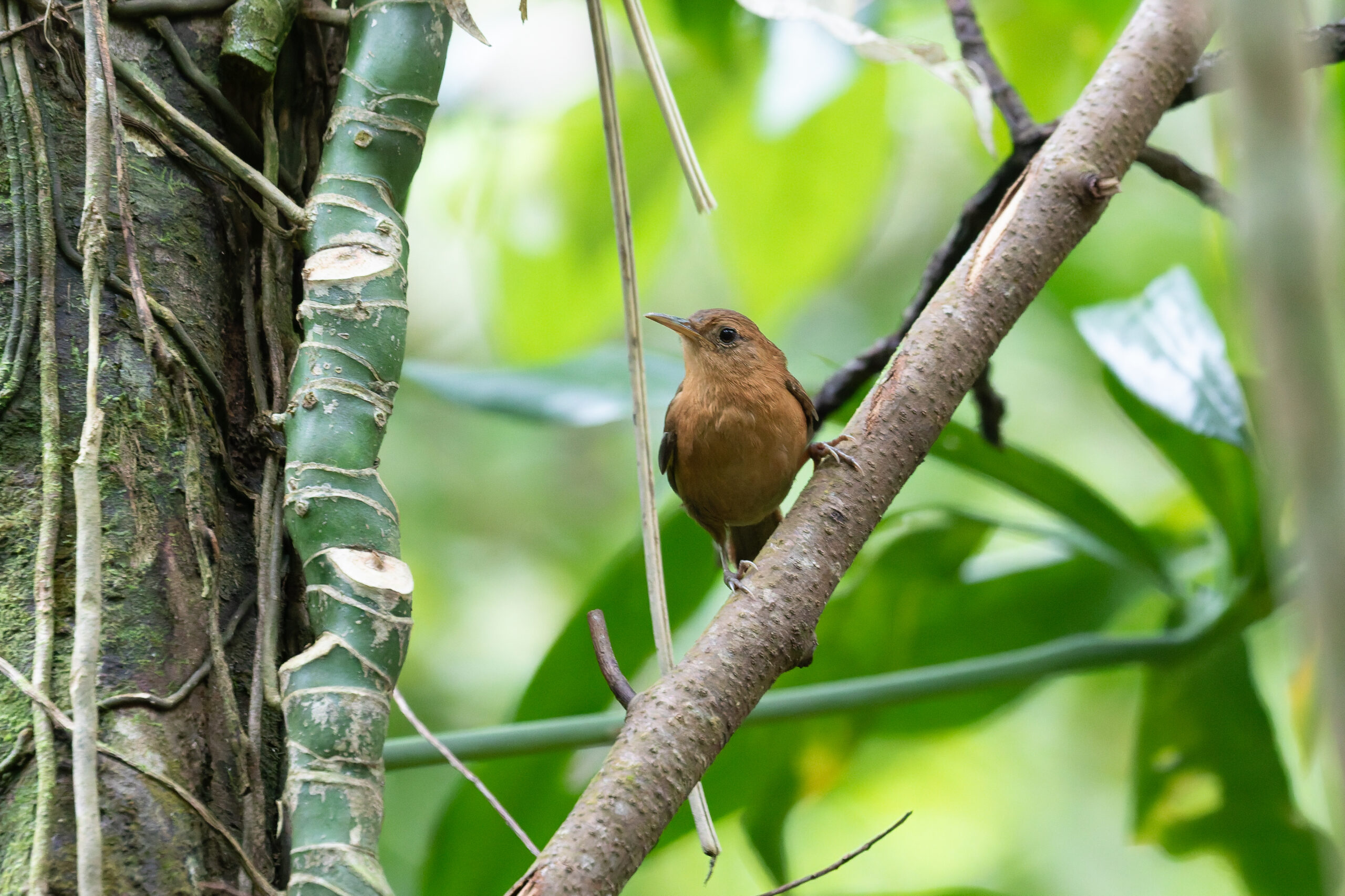 Dominica Wren (image by Diedert Koppenol)