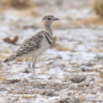 Double-banded Courser (image by Janos Olah)