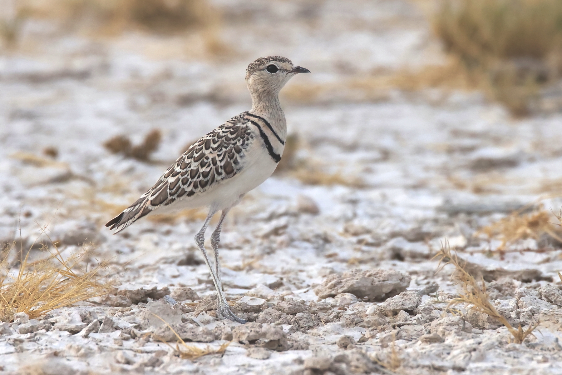 Double-banded Courser (image by Janos Olah)