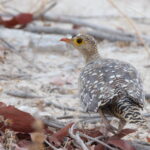 Double-banded Sandgrouse (image by Janos Olah)
