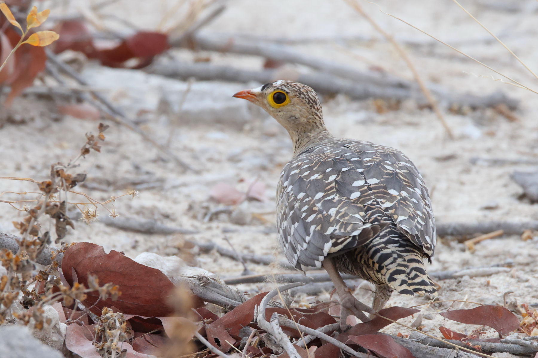 Double-banded Sandgrouse (image by Janos Olah)