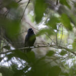 Drongo Fantail (image by Dáni Balla)