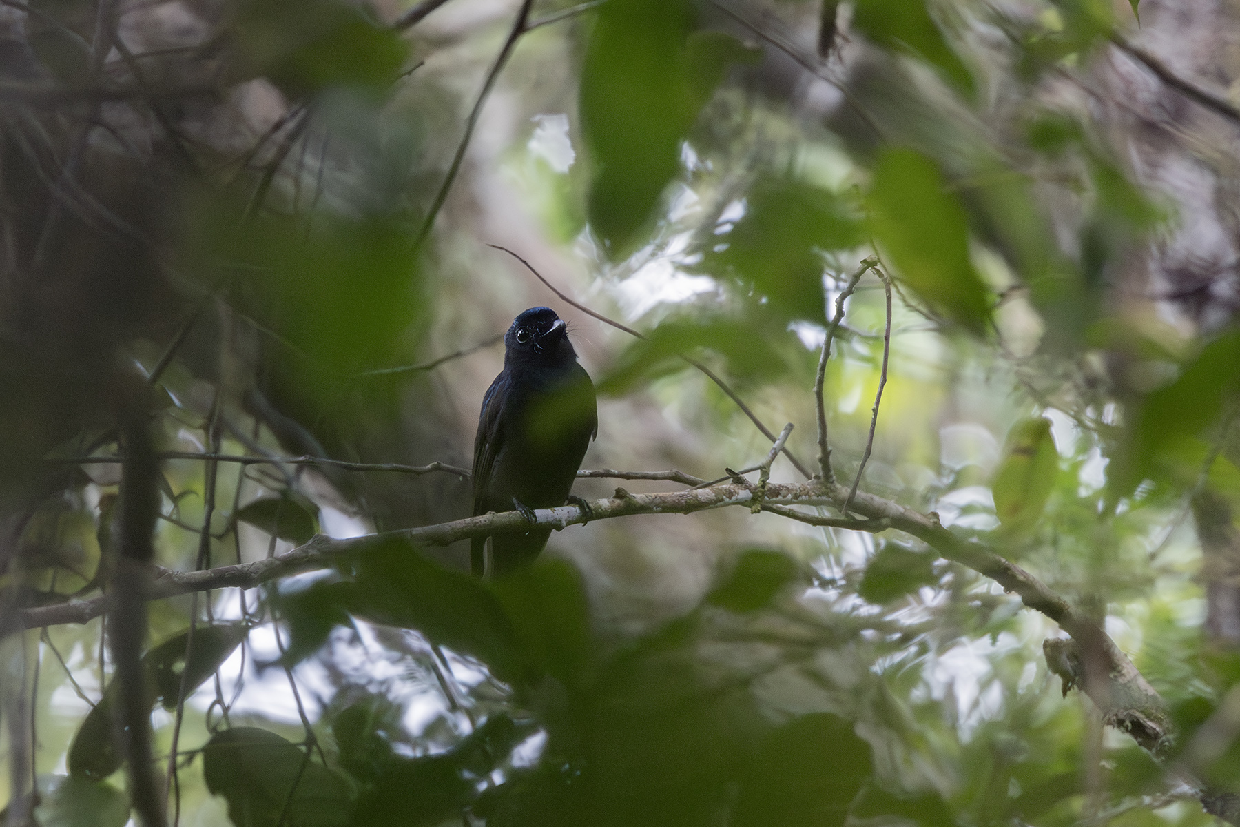 Drongo Fantail (image by Dáni Balla)