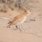 Dune Lark (image by Janos Olah)
