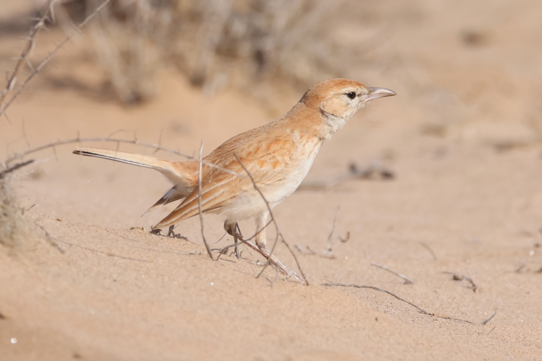 Dune Lark (image by Janos Olah)