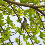 Eastern Red-legged Thrush (image by Diedert Koppenol)