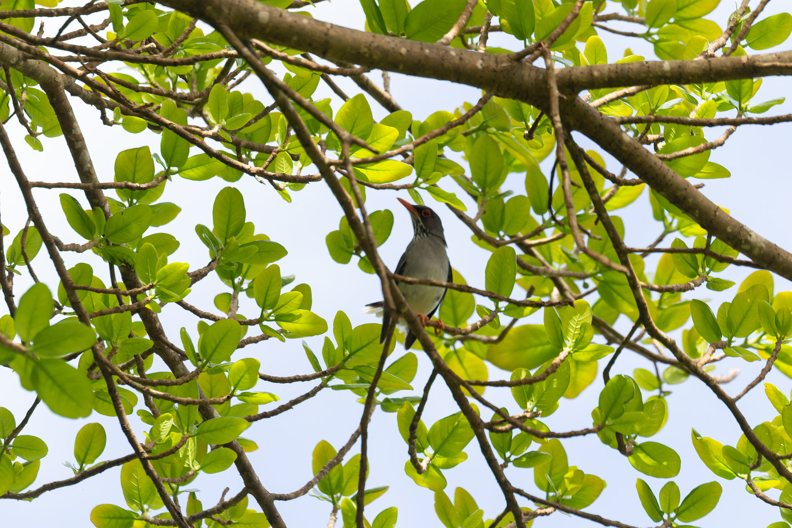Eastern Red-legged Thrush (image by Diedert Koppenol)