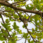 Eastern Red-legged Thrush (image by Diedert Koppenol)