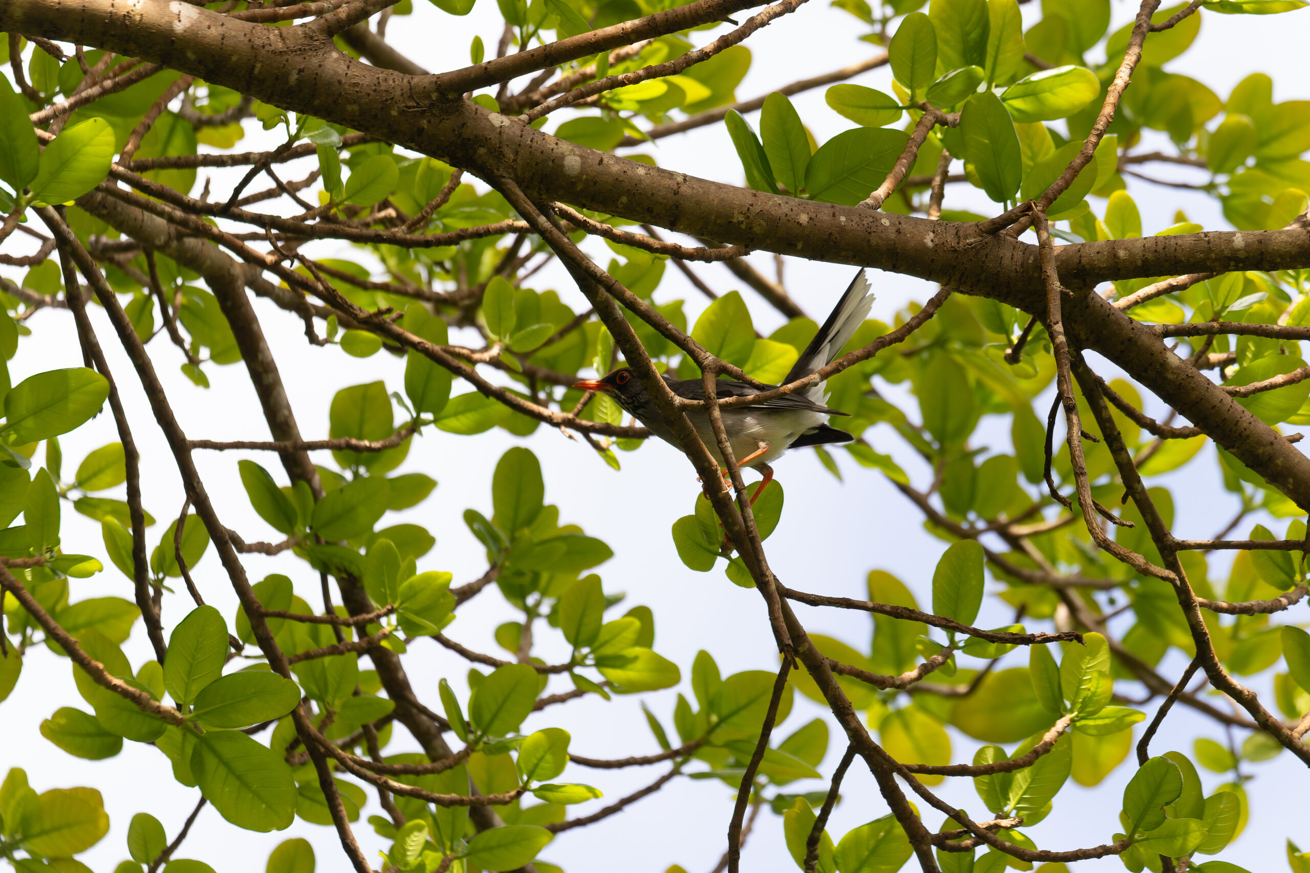 Eastern Red-legged Thrush (image by Diedert Koppenol)