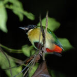 Elegant Pitta (image by Diedert Koppenol)