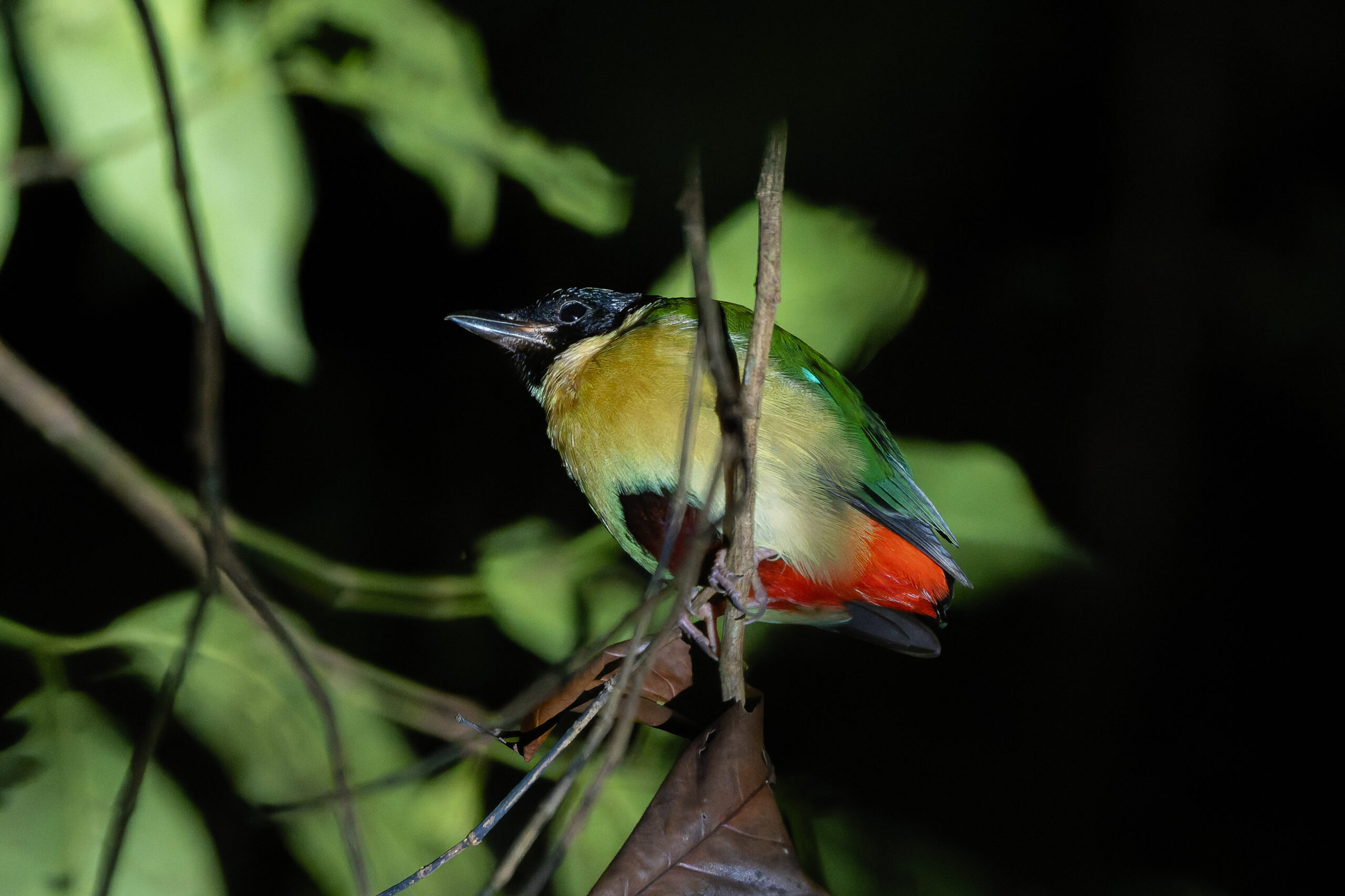 Elegant Pitta (image by Diedert Koppenol)