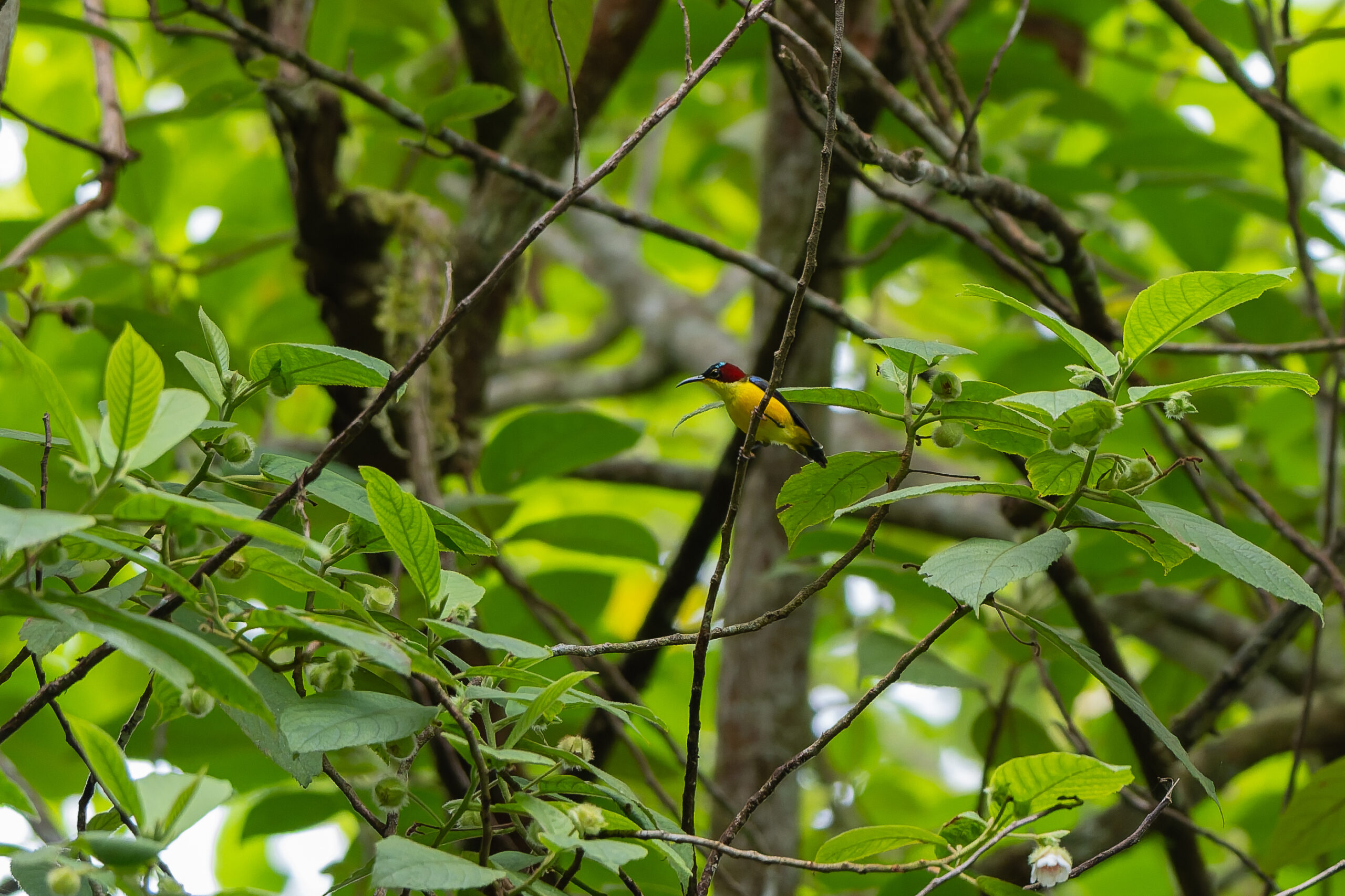 Elegant Sunbird (image by Diedert Koppenol)