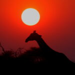 Etosha NP sunset (image by Janos Olah)