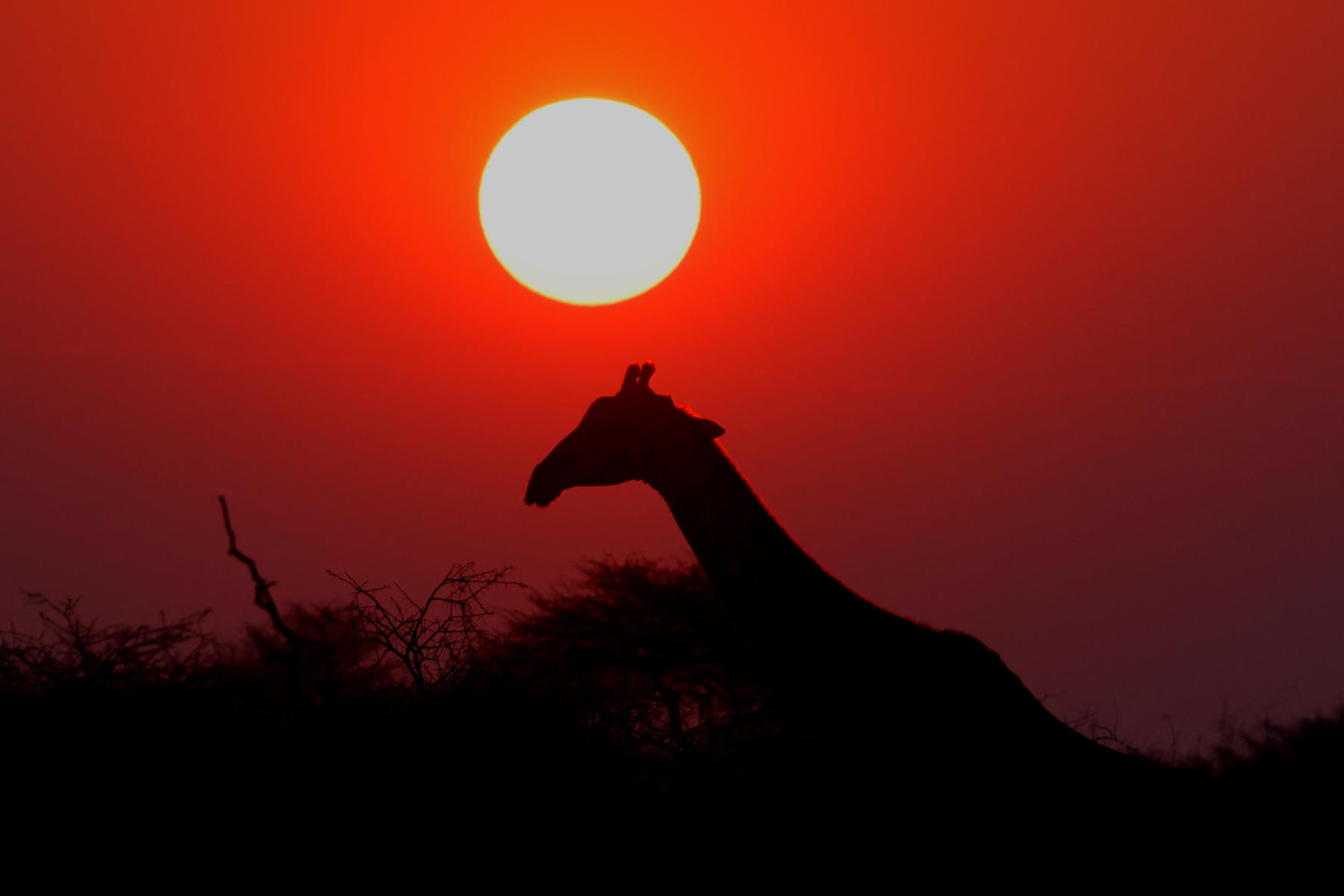 Etosha NP sunset (image by Janos Olah)