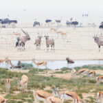 Etosha NP waterhole (image by Janos Olah)