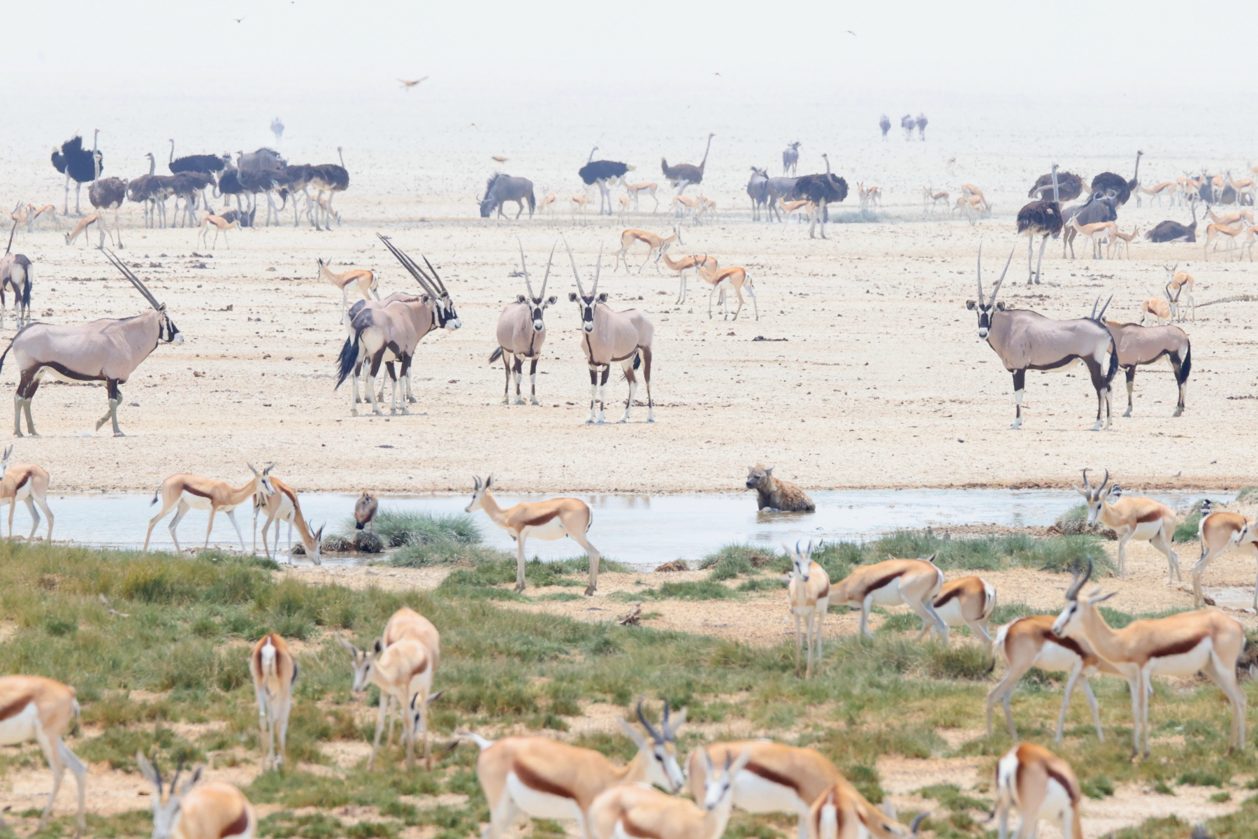 Etosha NP waterhole (image by Janos Olah)