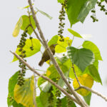 Everett's White-eye (image by Diedert Koppenol)