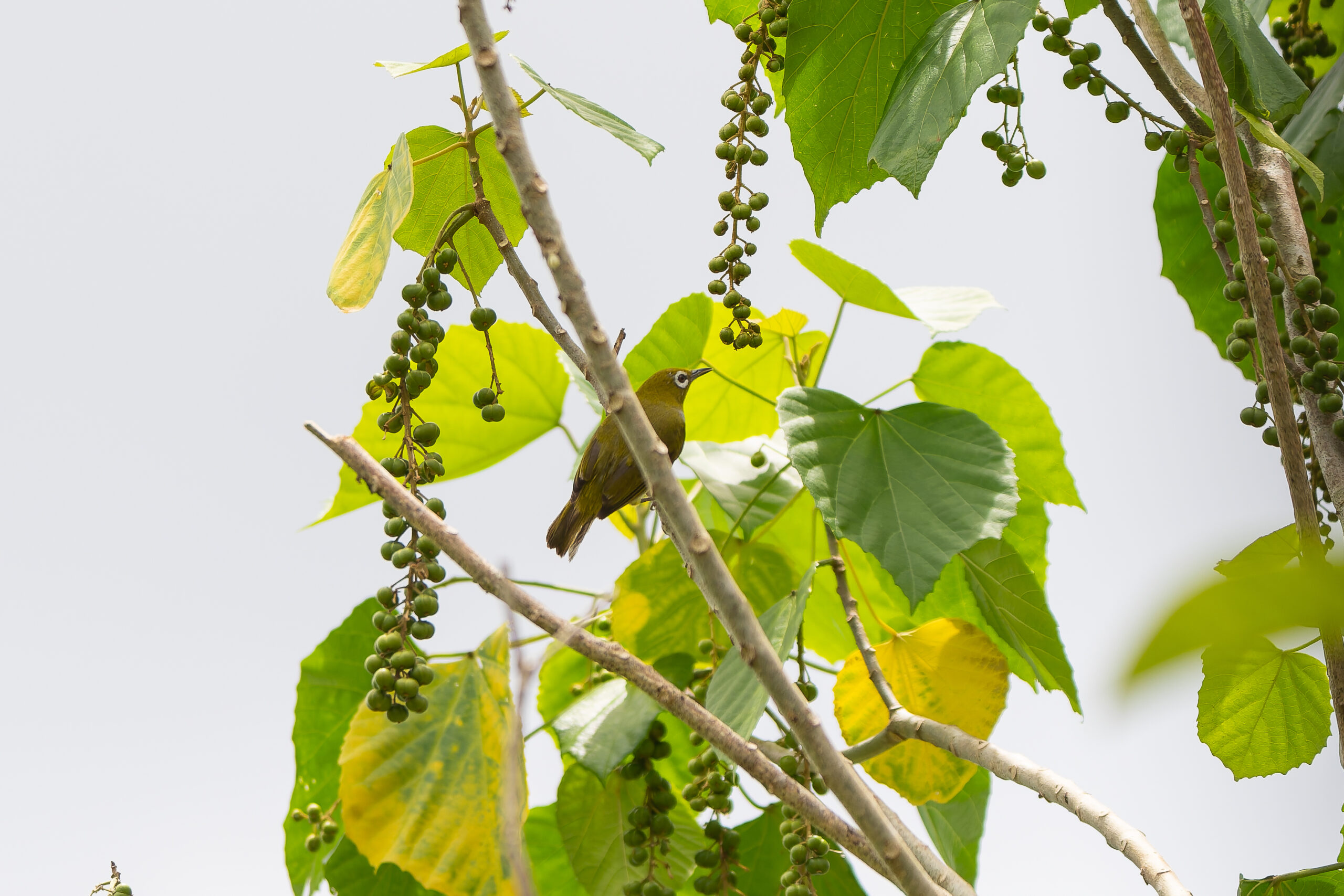 Everett's White-eye (image by Diedert Koppenol)