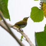 Everett's White-eye (image by Diedert Koppenol)