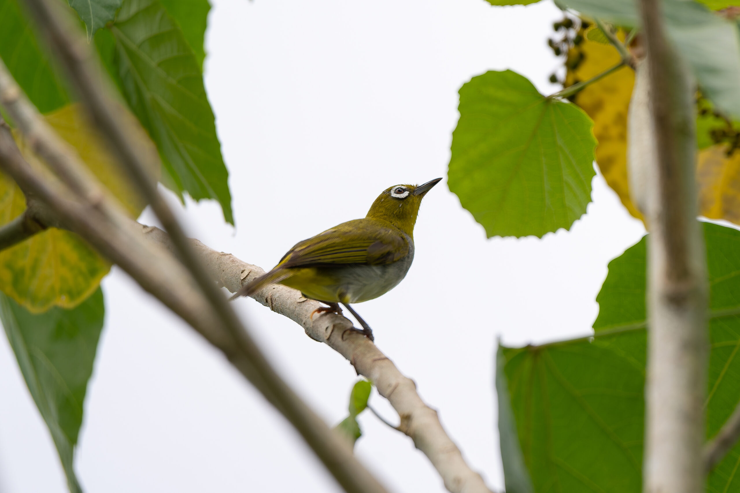 Everett's White-eye (image by Diedert Koppenol)