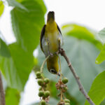 Everett's White-eye (image by Diedert Koppenol)