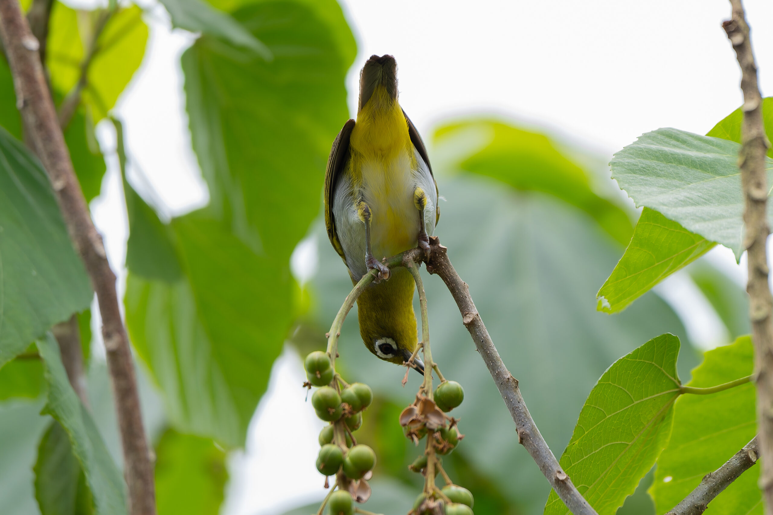 Everett's White-eye (image by Diedert Koppenol)