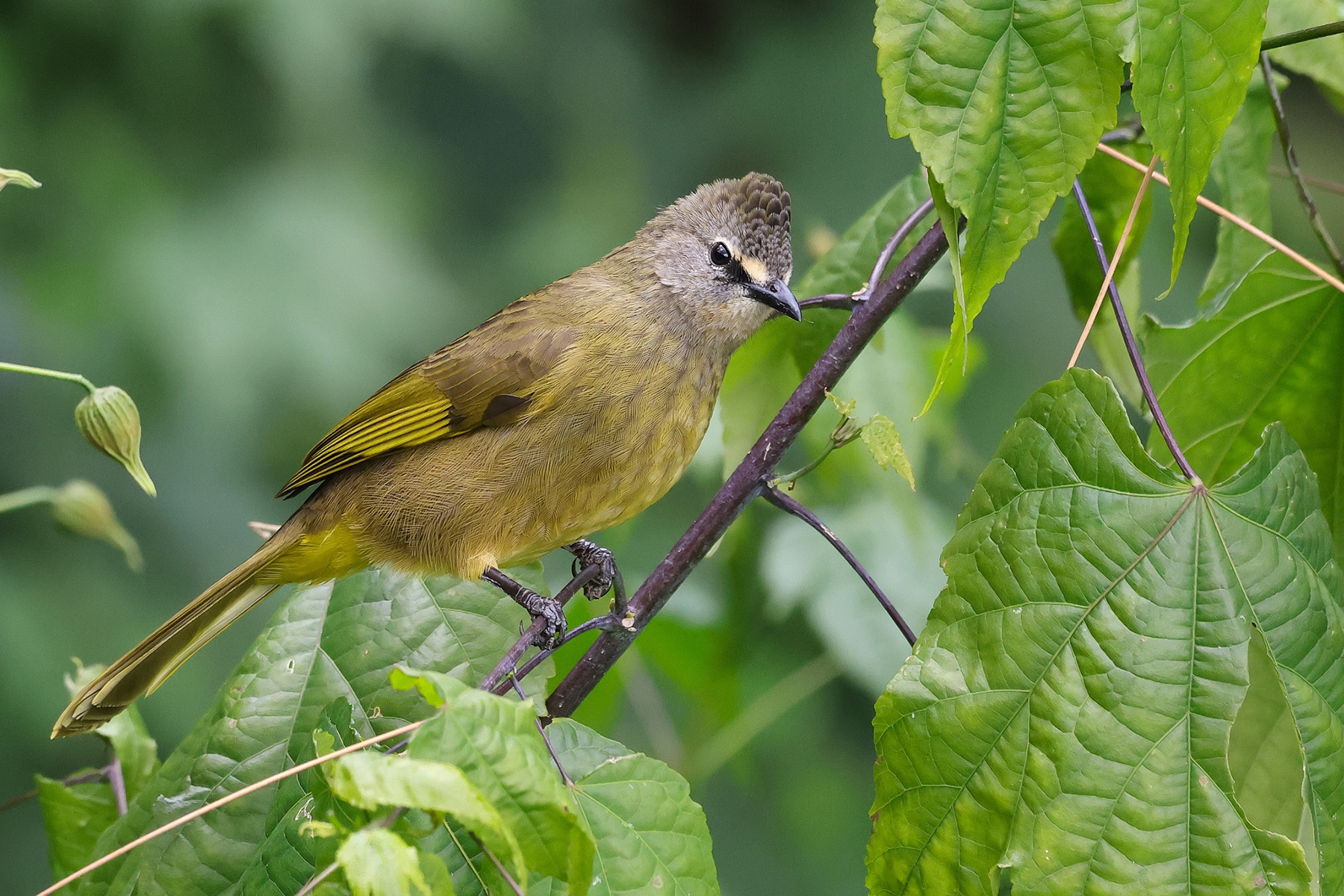 Flavescent Bulbul (image by Hannu Jännes)