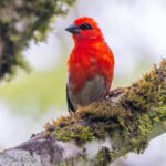Forest Fody (image by Nik Borrow)