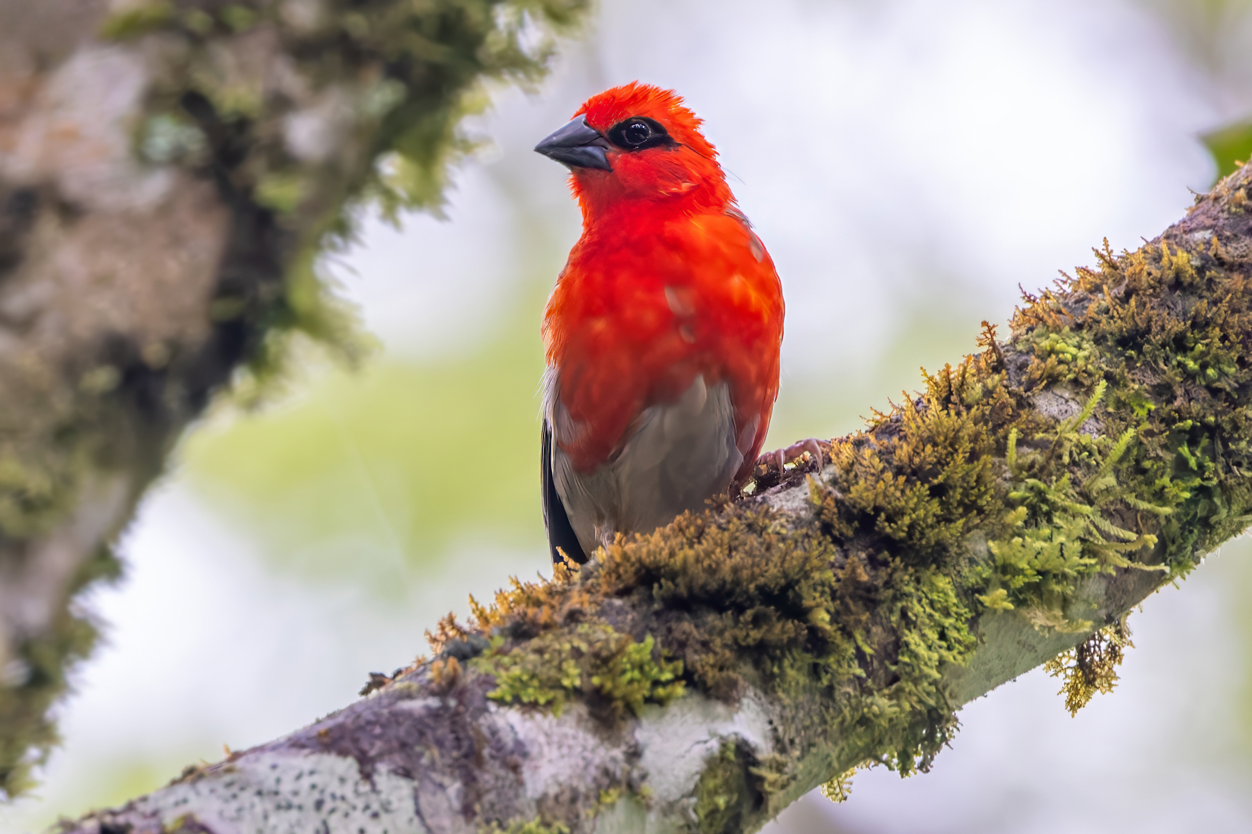 Forest Fody (image by Nik Borrow)