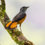 Forest Rock Thrush (image by Nik Borrow)