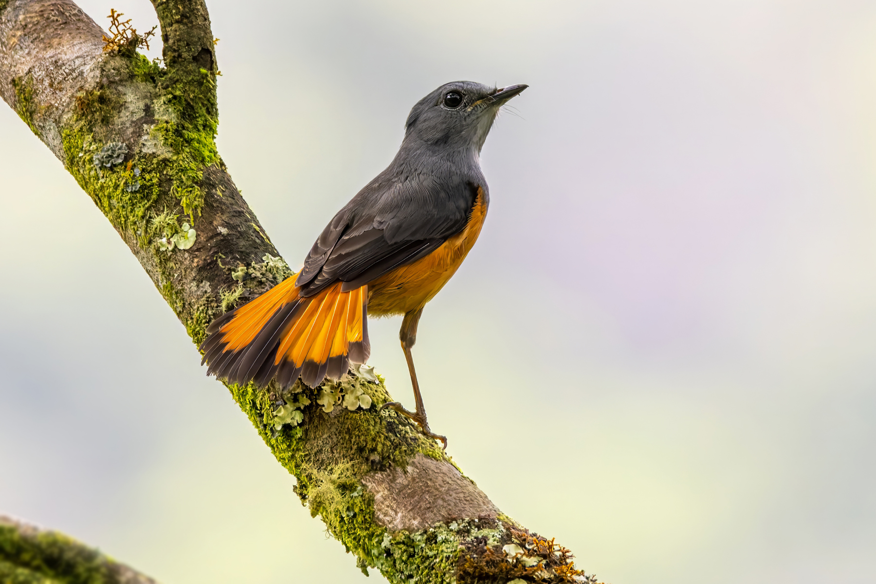 Forest Rock Thrush (image by Nik Borrow)