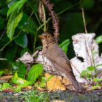 Forest Thrush (image by Diedert Koppenol)
