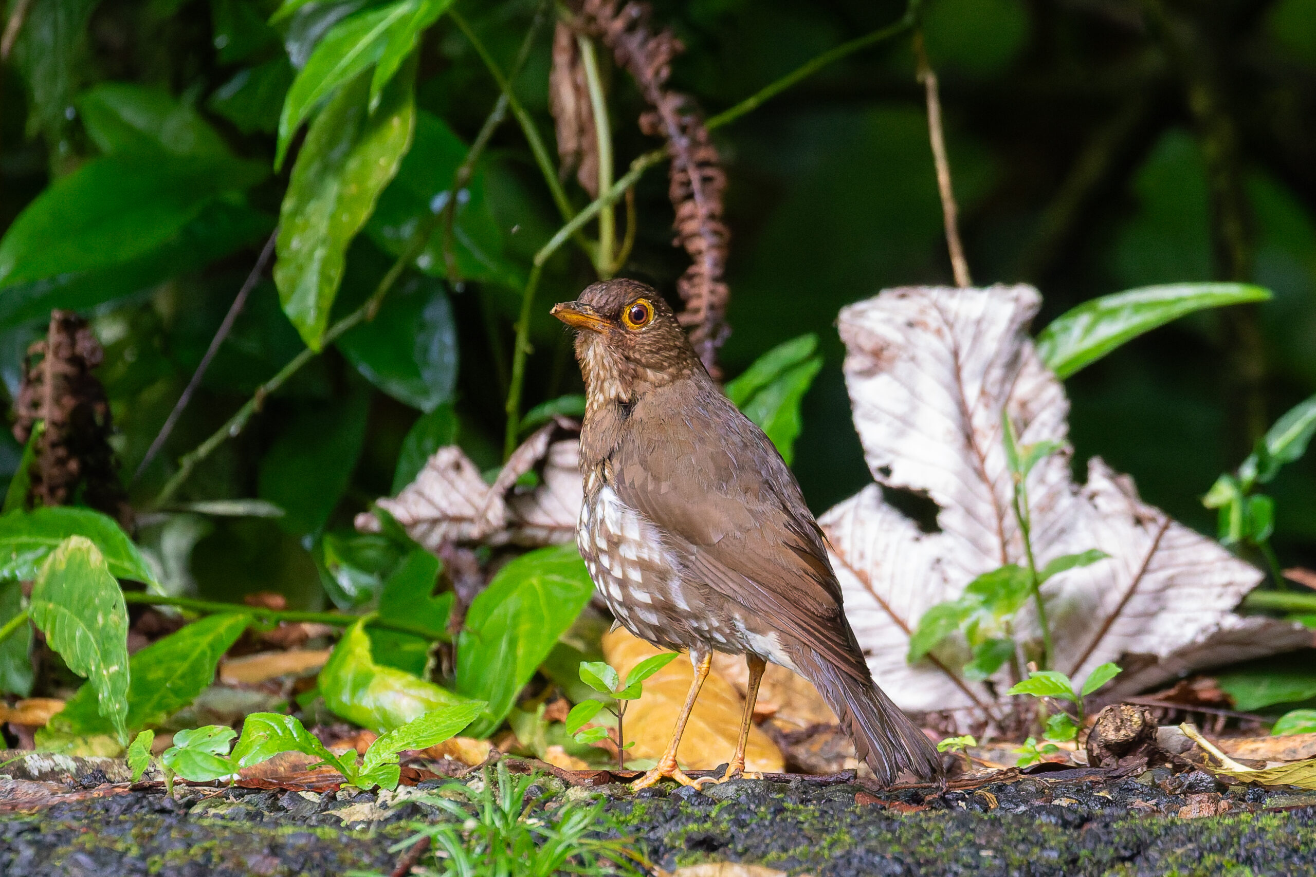 Forest Thrush (image by Diedert Koppenol)
