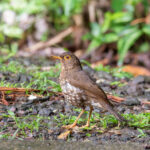Forest Thrush (image by Diedert Koppenol)