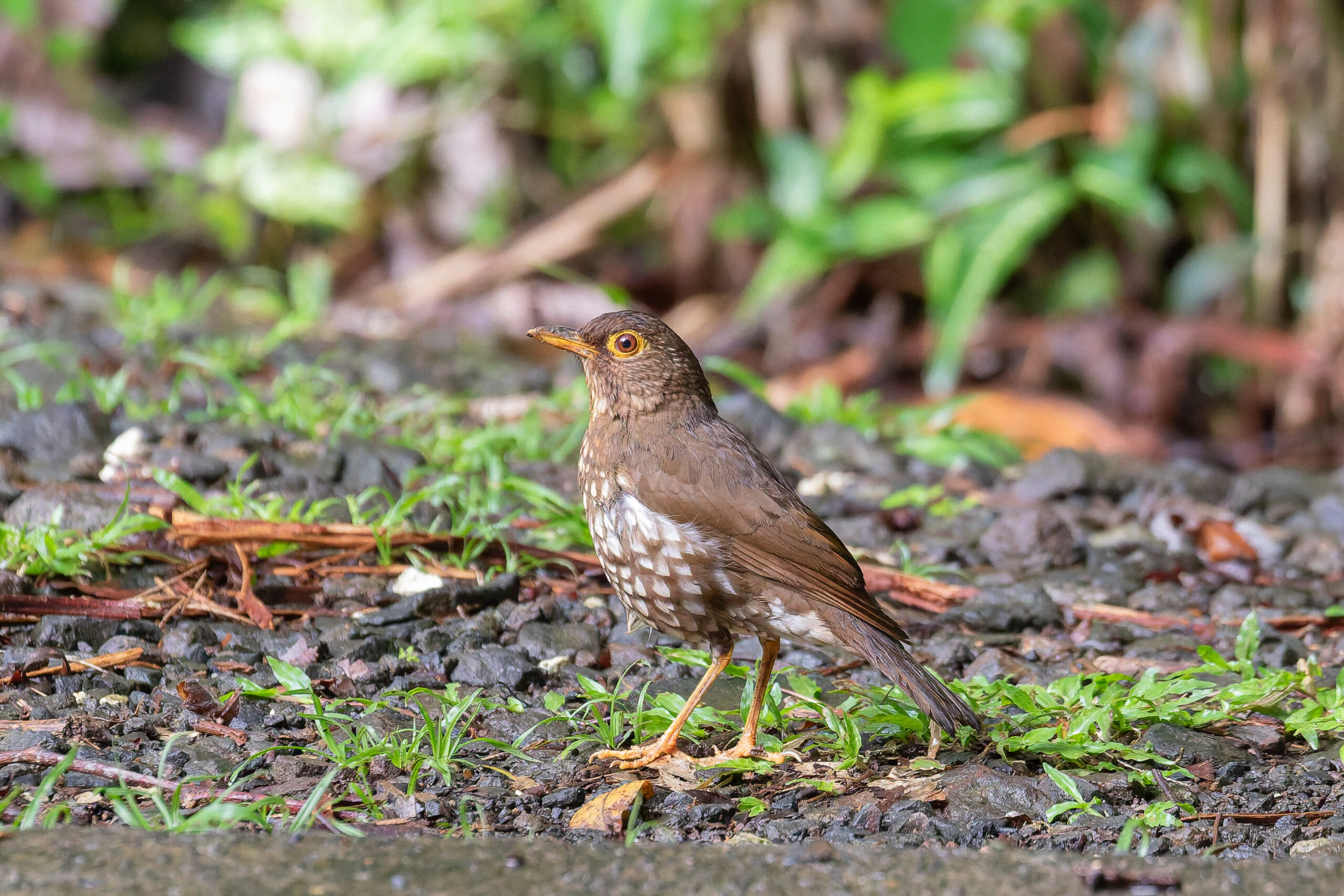 Forest Thrush (image by Diedert Koppenol)