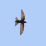 Fork-tailed Swift (image by Janos Olah)