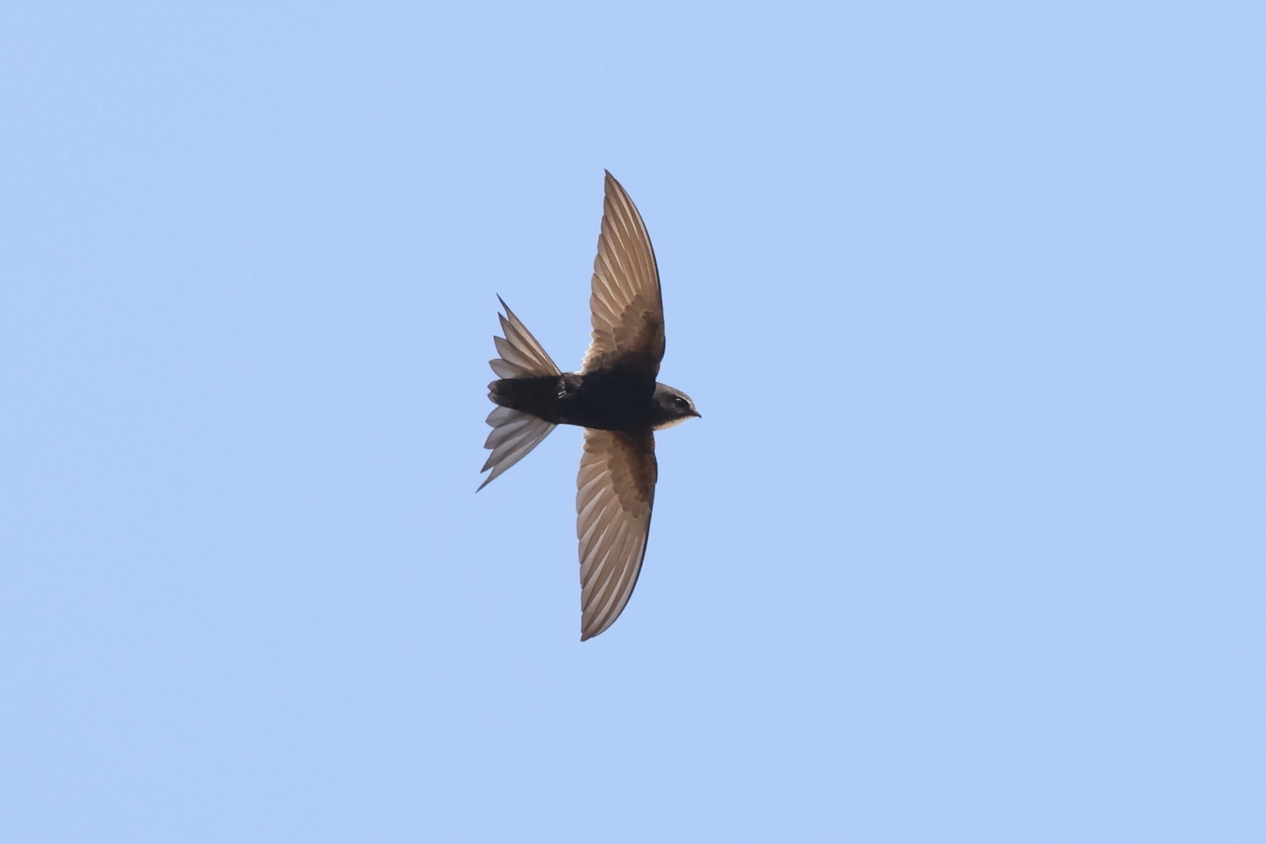 Fork-tailed Swift (image by Janos Olah)