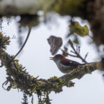 Garnet Robin (image by Dáni Balla)